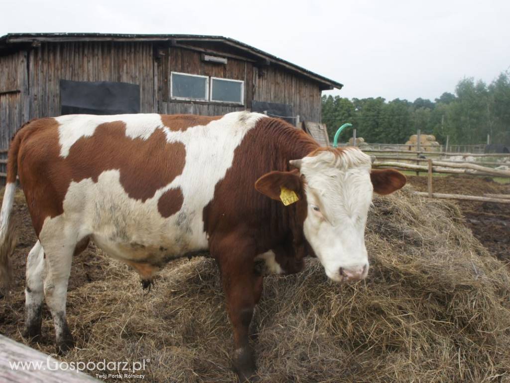 Byczki 300 KG rasy Simental, 100% Polskie 5