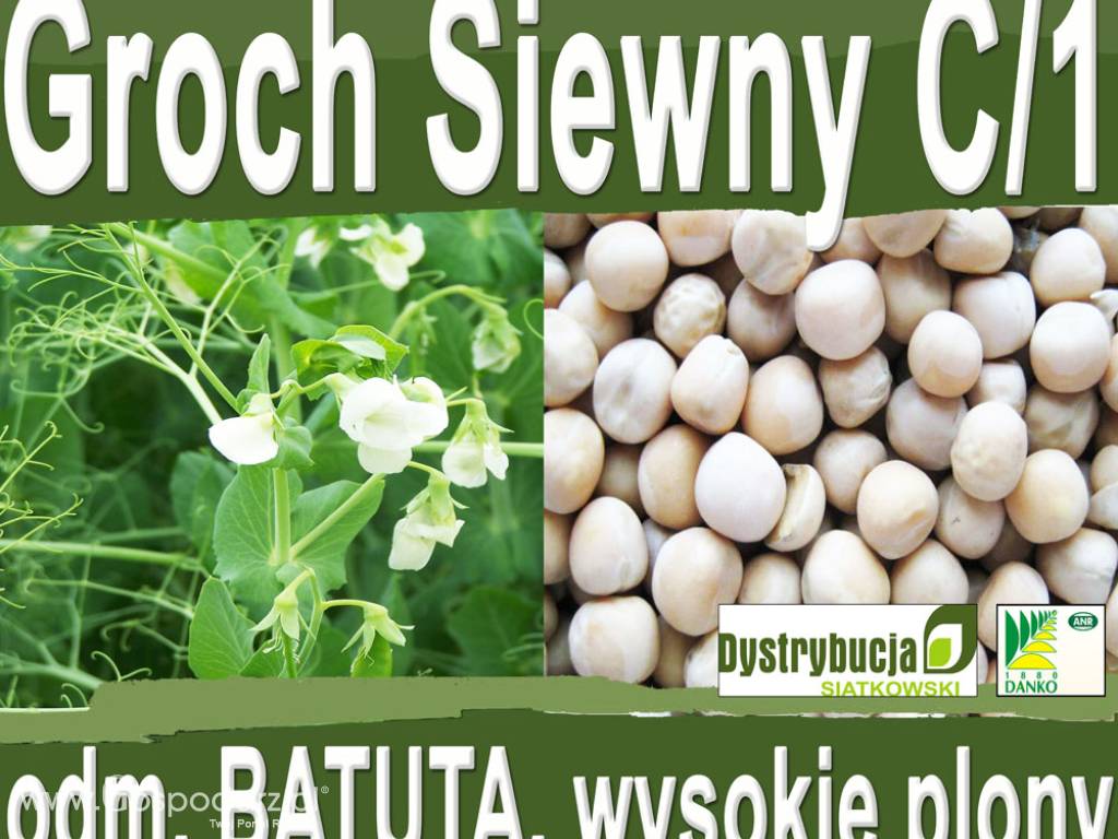 Kwalifikowane nasiona siewne Grochu Siewnego Batuta C/1