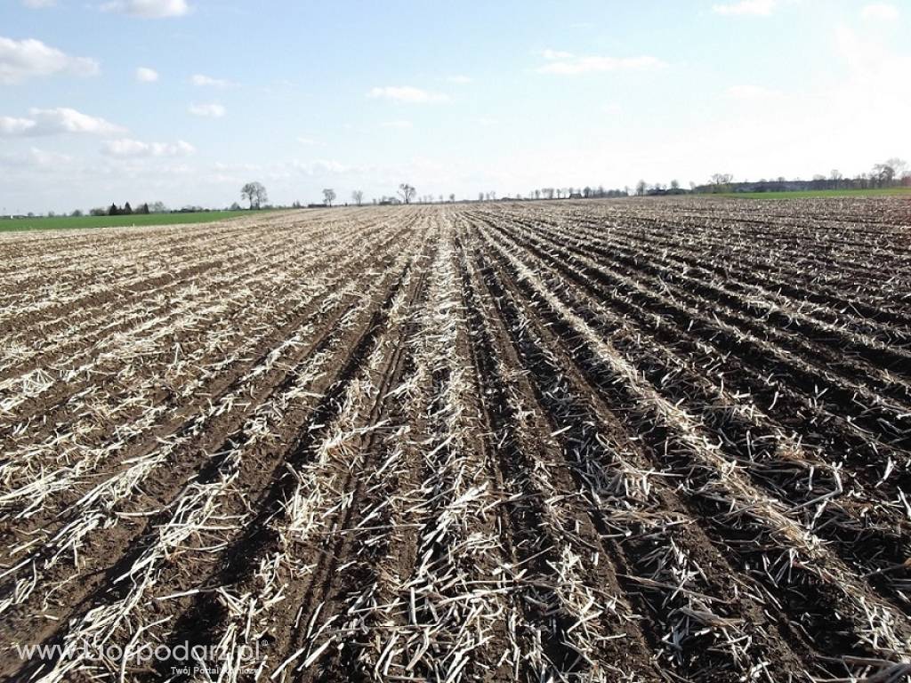 Siew bezorkowy Strip - Till (uprawa pasowa) buraków, kukurydzy, rzepaku 5