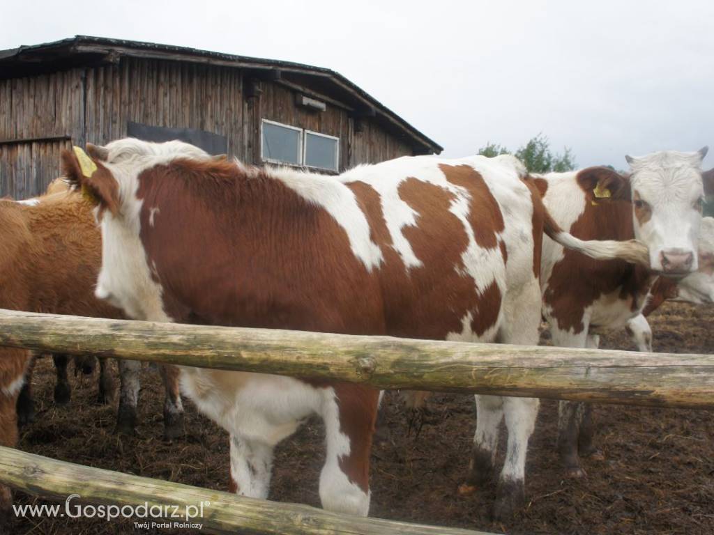 Byczki 300 KG rasy Simental, 100% Polskie 6