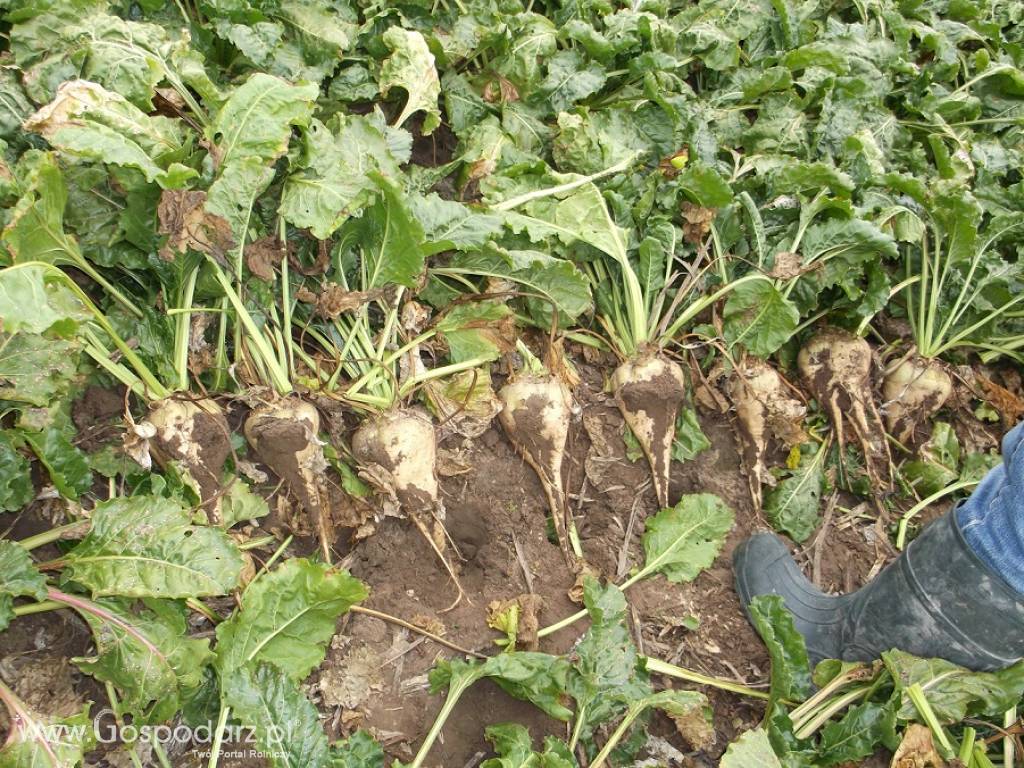 Siew bezorkowy Strip - Till (uprawa pasowa) buraków, kukurydzy, rzepaku 7