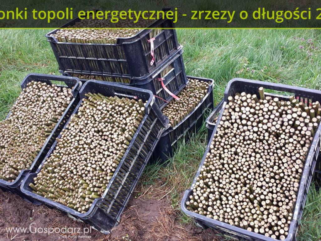 Uprawy i sadzonki topoli energetycznej (lepsze od wierzby) na drewno opałowe 3