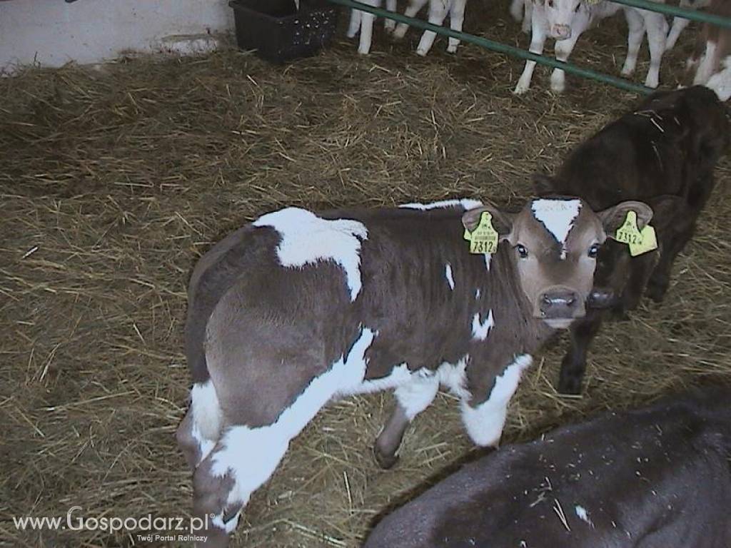 Byczki, cielęta ras mięsnych w ciągłej sprzedaży od 60kg do 80kg 7