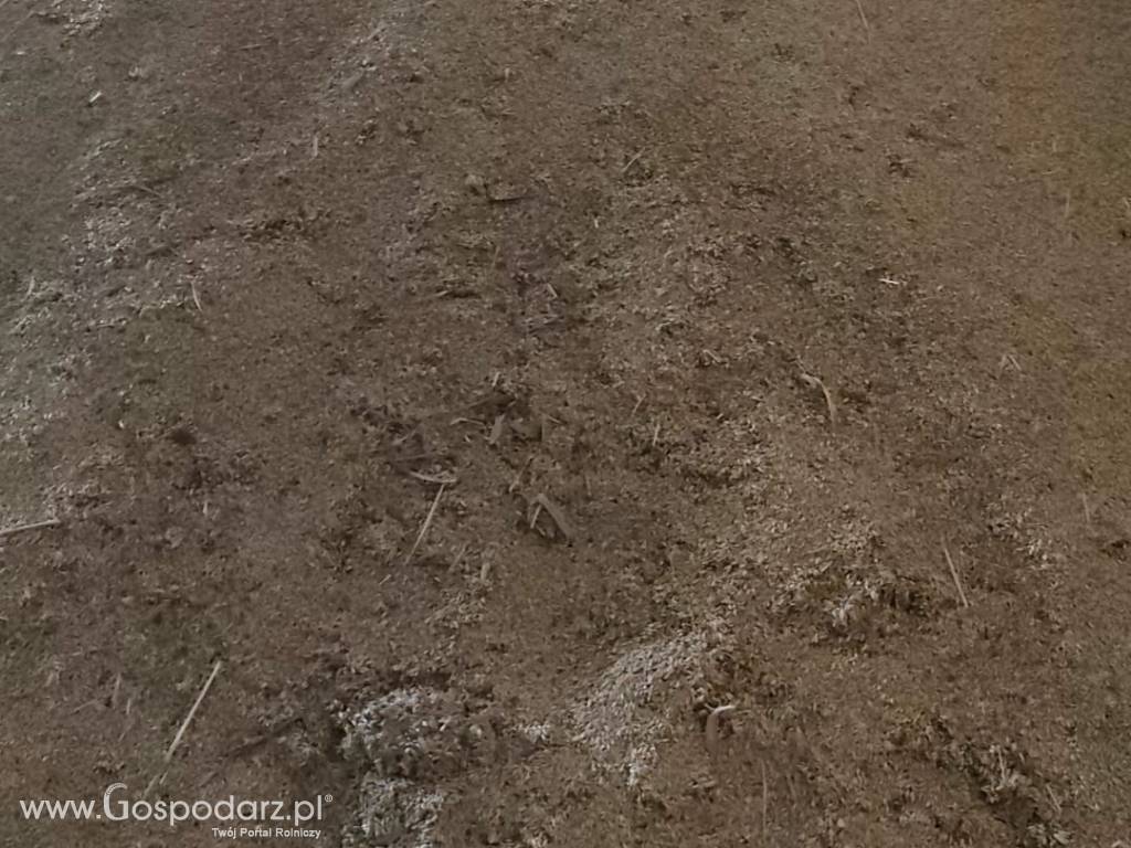 Zboże niepełnowartościowe 5