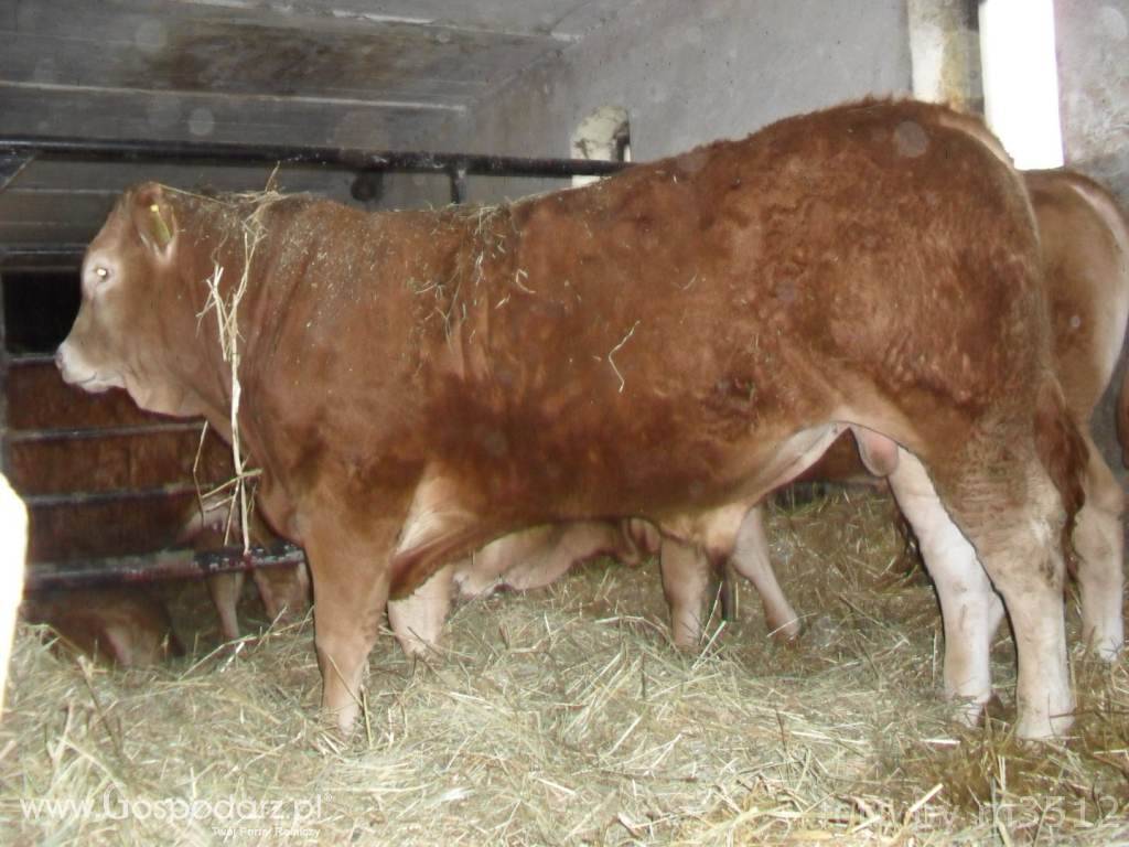 SPRZEDAM Byki i jałówki odsadki rasy Limousin czysto rasowe.