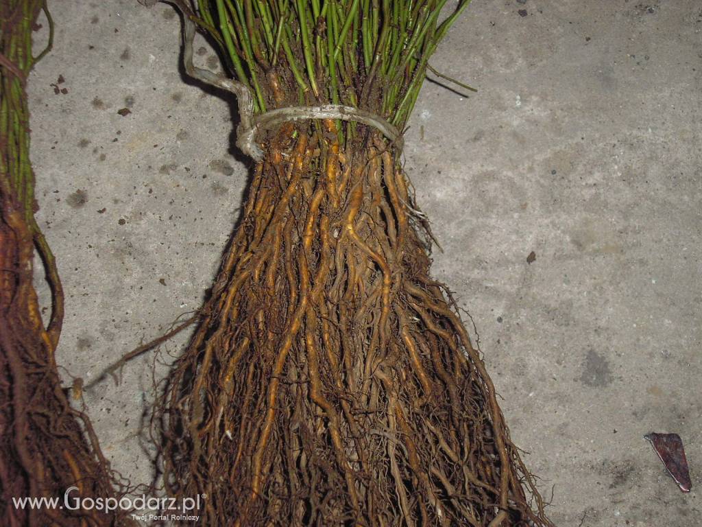 podkładka pod róże/dziczki 6