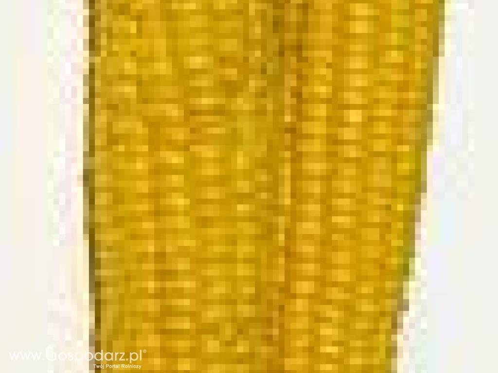 kukurydza bezpośrednio od plantatora Hiszpania!