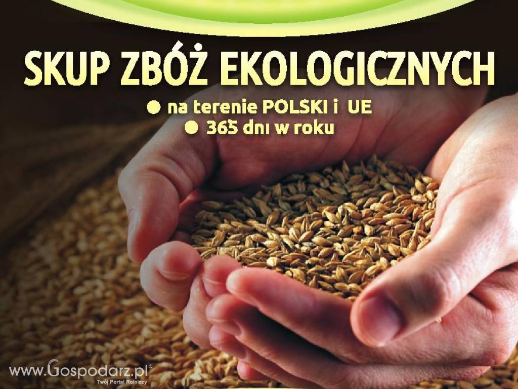 skup zbóż ekologicznych