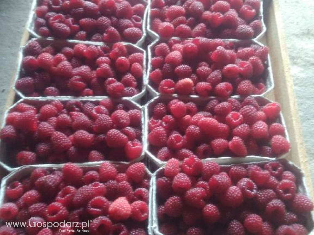 Sprzedam sadzonkę malin 4