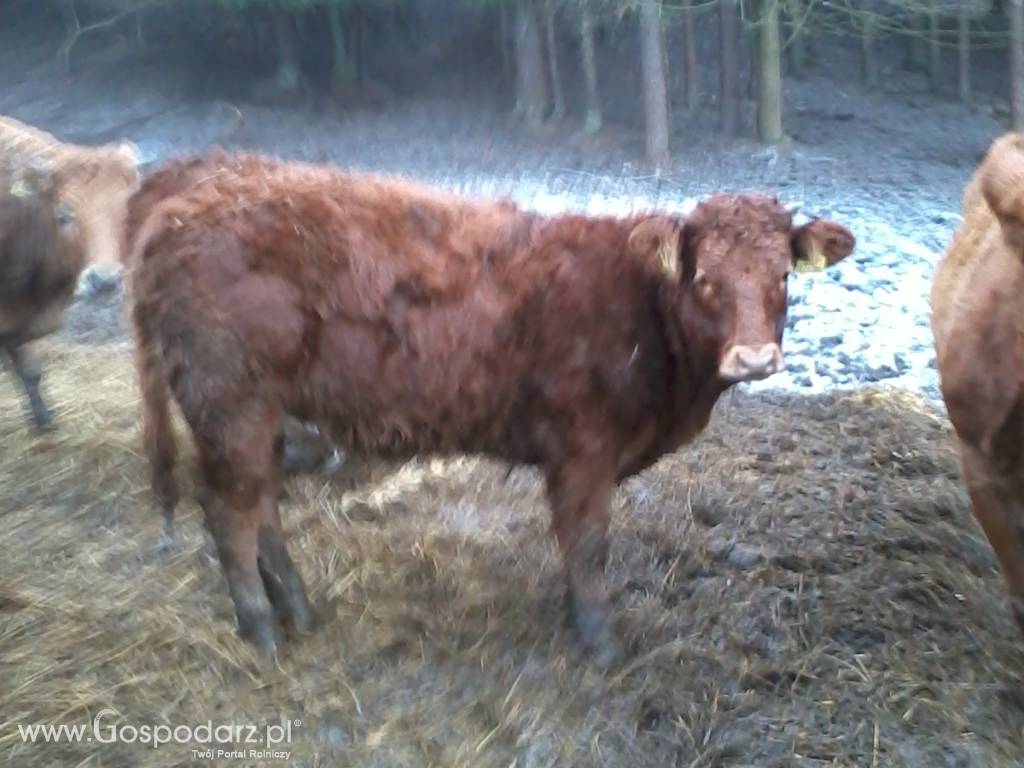 LM odsadki jałówki