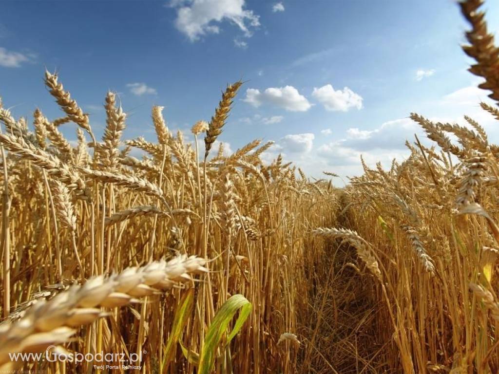 kupię pszenicę, pszenżyto, owies, jęczmień, żyto