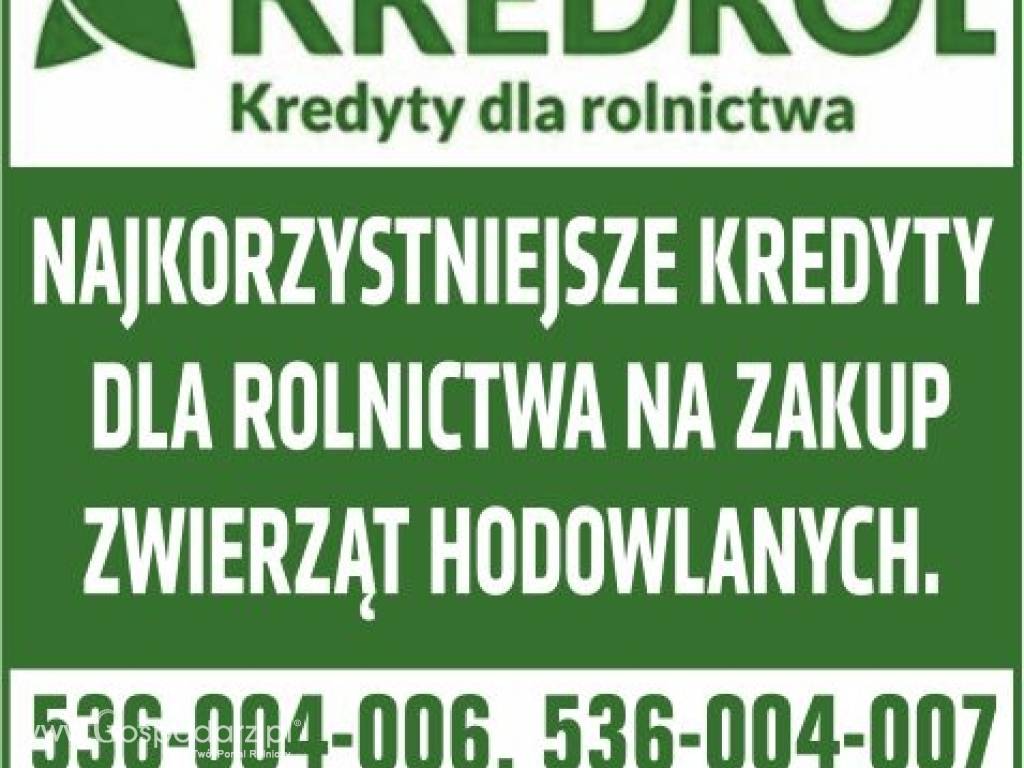 JAŁÓWKI Z HOLANDII, krowy i inne. 3