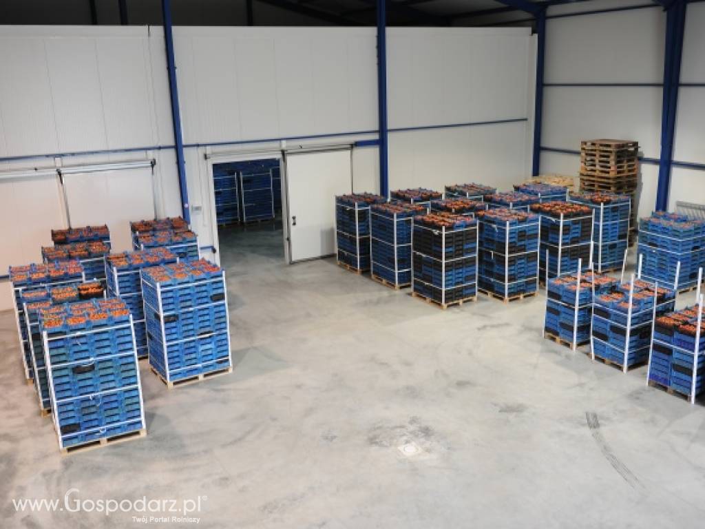 Poszukuje ODBIORCÓW TRUSKAWKI 6