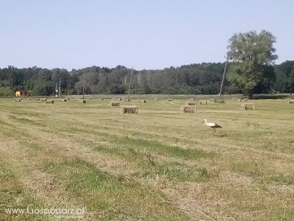 siano łąkowe pierwszy pokos 2020 w dużej kostce