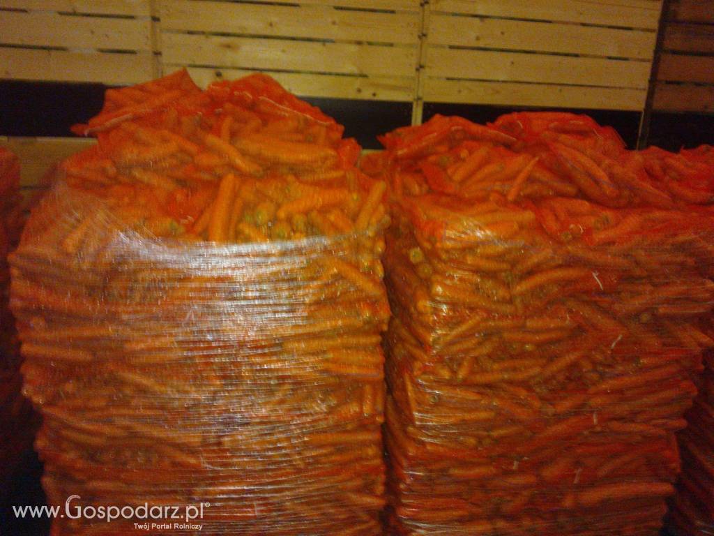 Marchew worek raszel 10 kg promocja!