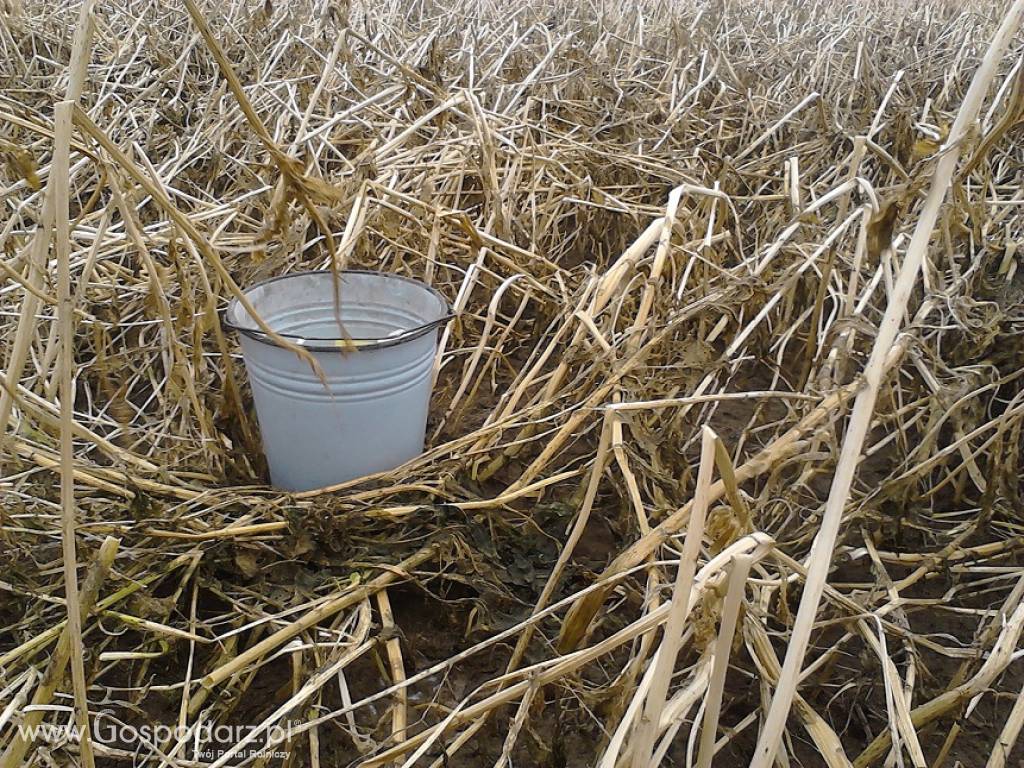 Siew bezorkowy Strip - Till (uprawa pasowa) buraków, kukurydzy, rzepaku 8