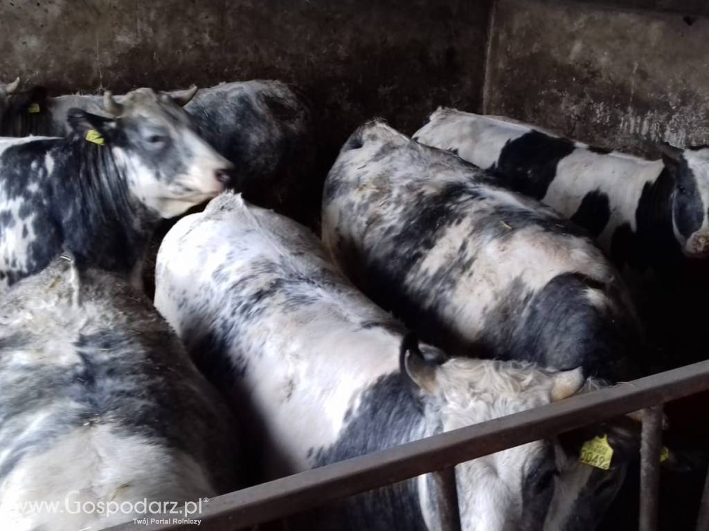 Sprzedaż jałówki rzeźnej 4