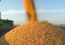 Koszenie zbiór omłot kukurydzy na ziarno 2015 John Deere