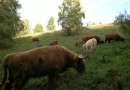 Bydło Szkockie - Highland Cattle