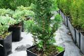 Thuja Occidentalis 