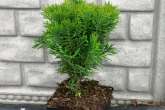 Thuja Occidentalis 