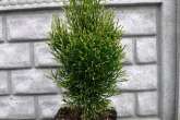 Thuja Occidentalis 