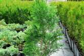 Thuja Occidentalis 