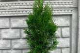 Thuja Occidentalis 