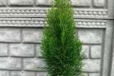 Thuja Occidentalis 