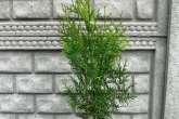 Thuja Occidentalis 