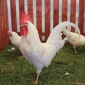 Leghorn (G-99)