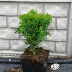 Thuja Occidentalis 