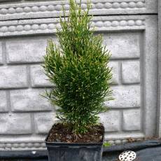 Thuja Occidentalis 