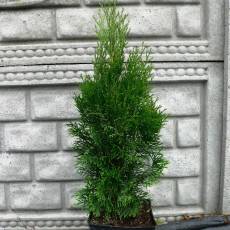 Thuja Occidentalis 