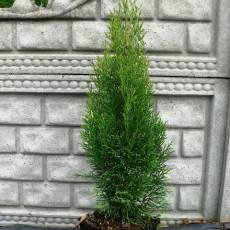 Thuja Occidentalis 