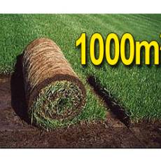 Trawa z rolki, trawa rolowana KRAJOBRAZOWA 1000m2uniwersalna trawa w rolce, darń w rolce