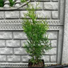 Thuja Occidentalis 