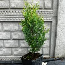 Thuja Plicata 