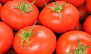 Pora na pomidora - Konin