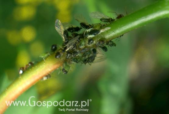 Uwaga na wiosenną migrację mszyc!