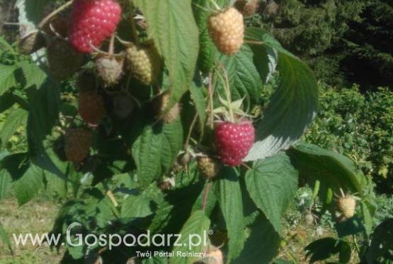 Sprzedam sadzonkę malin