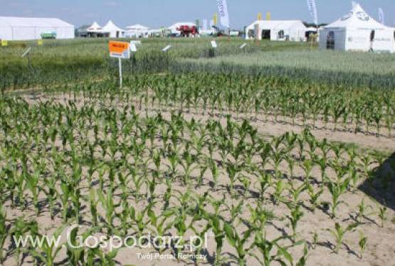 Zboża-Tydzień pod znakiem przecen 04-06-2012