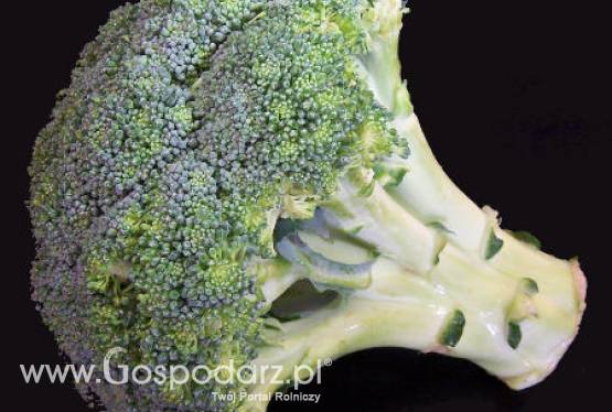 Hiszpania – Lider w produkcji kalafiorów i brokułów