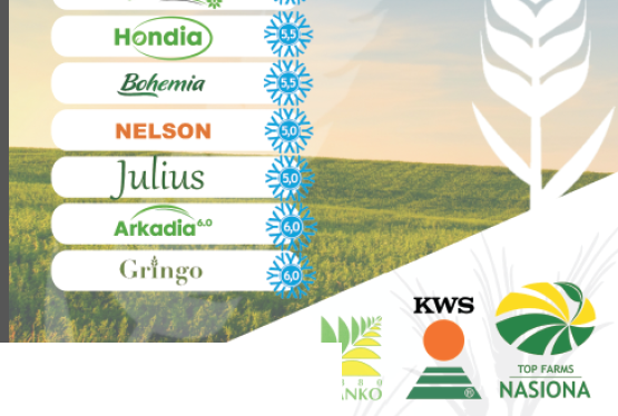 Materiał siewny pszenica ostka OSTROGA C1