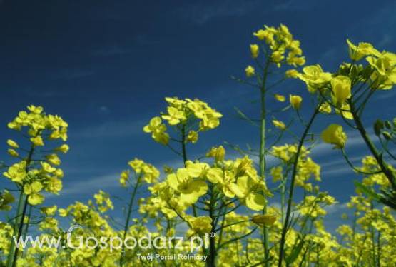 Ceny zbóż i oleistych na giełdach światowych–11.10.2011