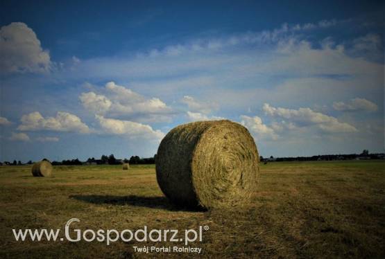Sprzedam siano w belach 120x120 z pierwszego skosu 2016