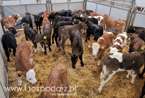 Sprzedaż cieląt POLSKIE