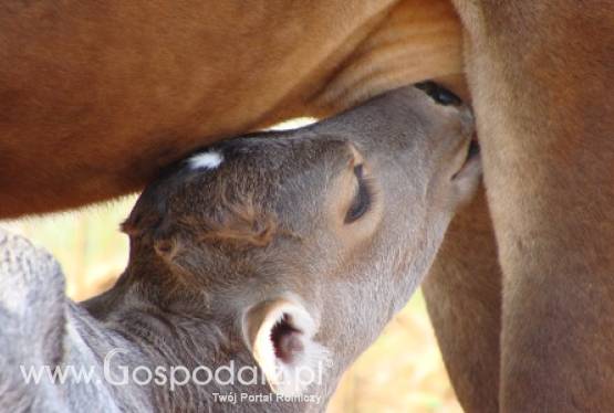 Wielka Brytania – Niższe ceny mleka w punktach skupu