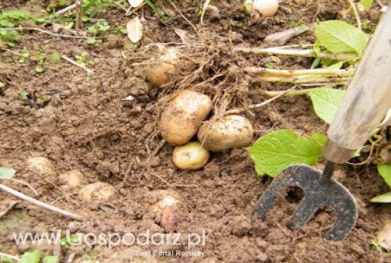 Zaraza ziemniaka zaczyna zagrażać uprawom