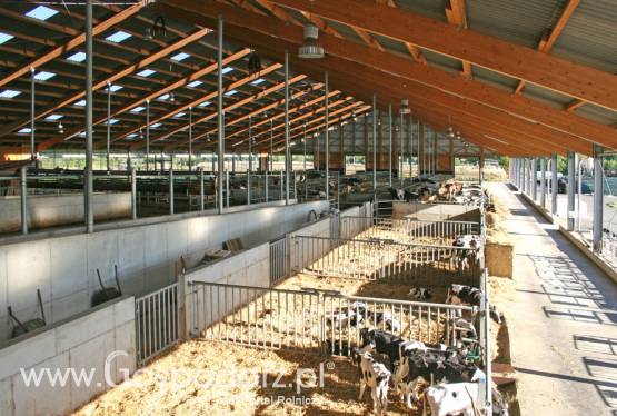 Obory dla cieląt